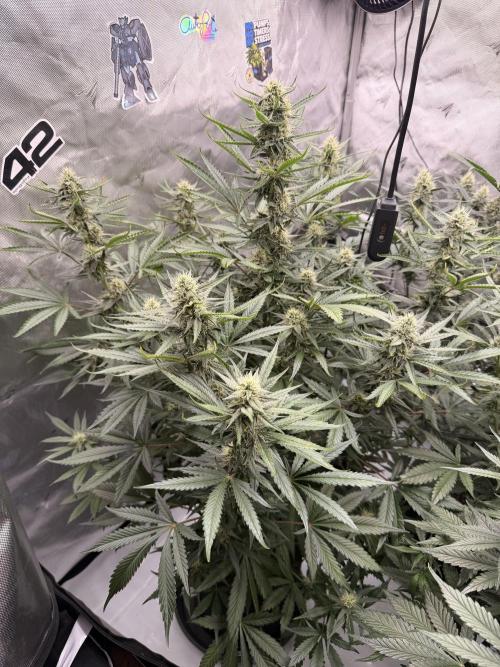 Plagron vs  Canna. Week 6