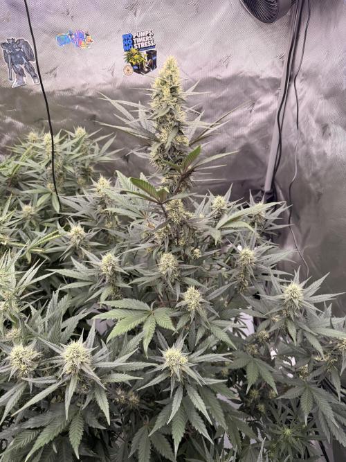 Plagron vs  Canna. Week 6