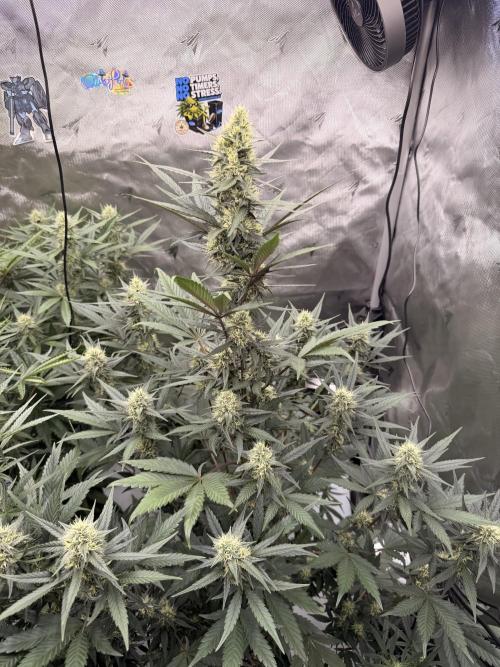 Plagron vs  Canna. Week 6