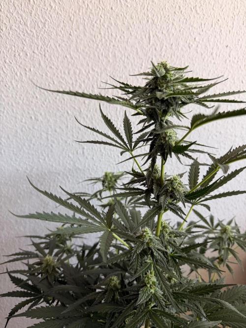Solo cup Blueberry Mango 420StrainZ. Week 6