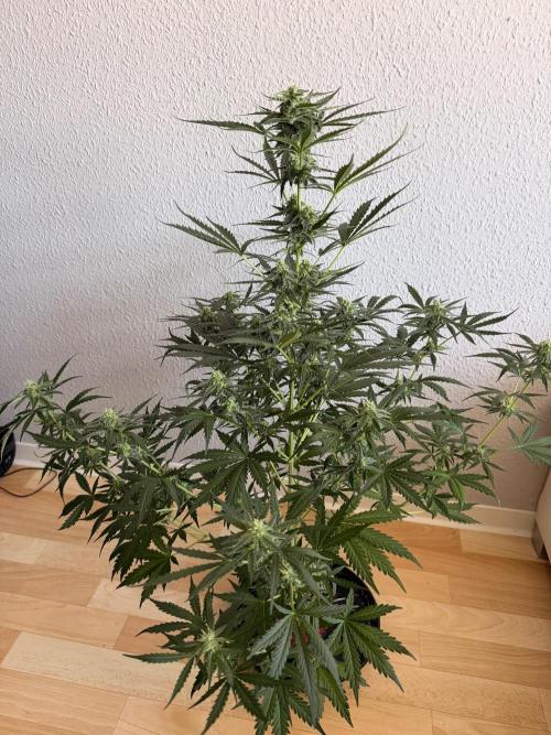 Solo cup Blueberry Mango 420StrainZ. Week 6