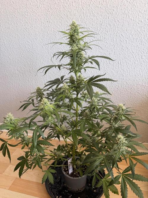Solo cup Royal Critical Auto. Week 6