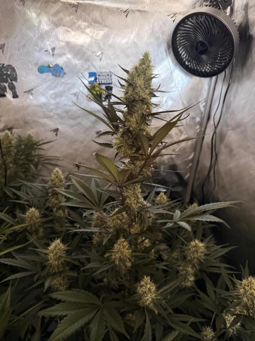 Plagron vs  Canna. Week 6
