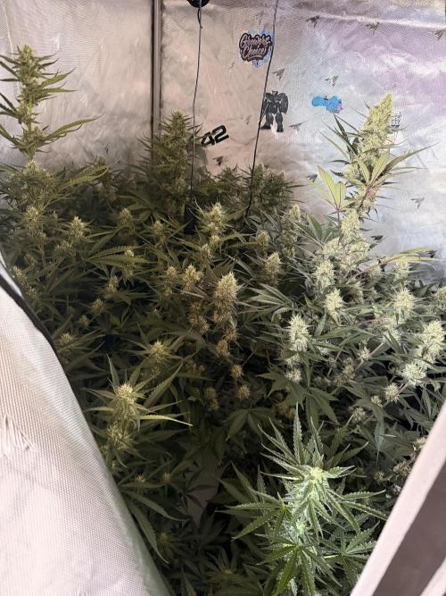 Plagron vs  Canna. Week 6