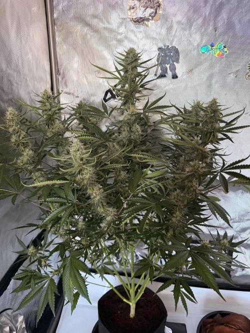 Plagron vs  Canna. Week 6