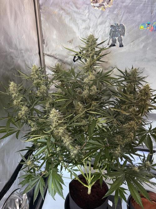 Plagron vs  Canna. Week 6