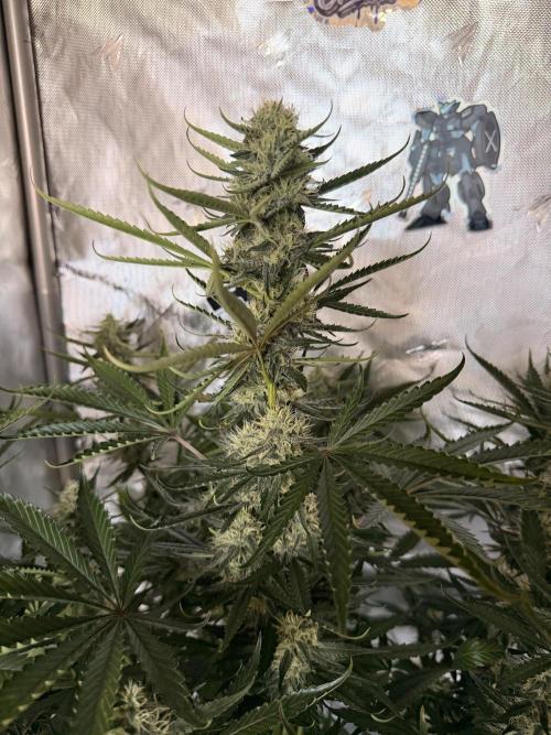 Plagron vs  Canna. Week 6