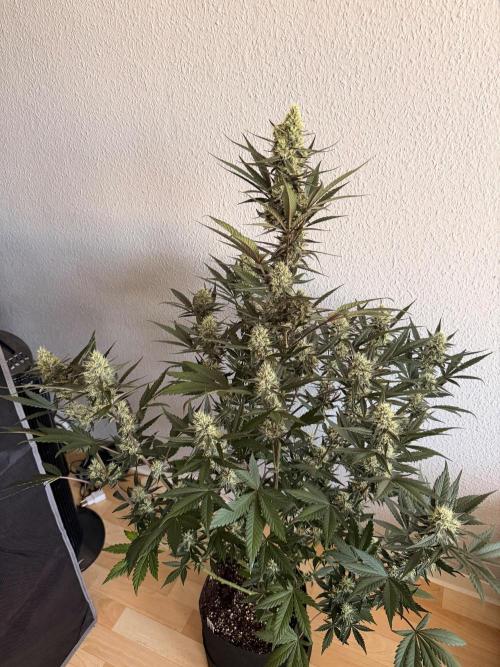 Plagron vs  Canna. Week 6