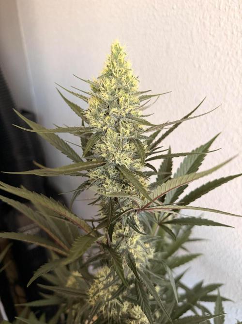 Plagron vs  Canna. Week 6