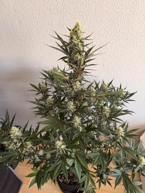 Plagron vs  Canna. Week 6