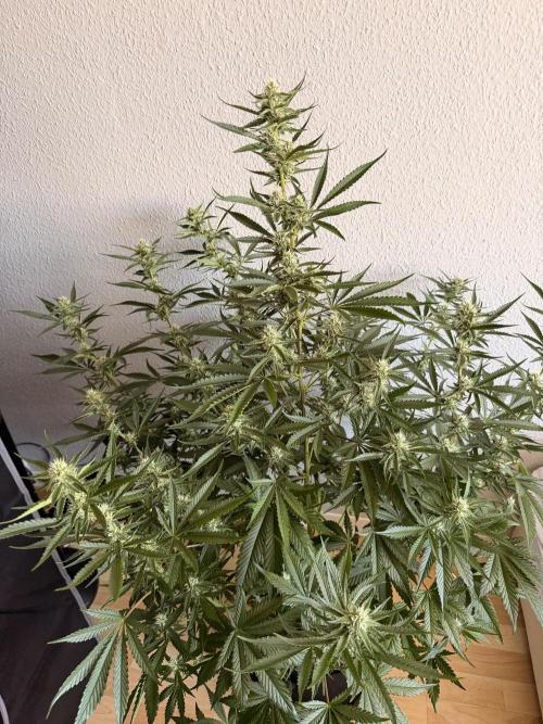 Good Genetix Mendo Breath x Guava Auto. Week 6