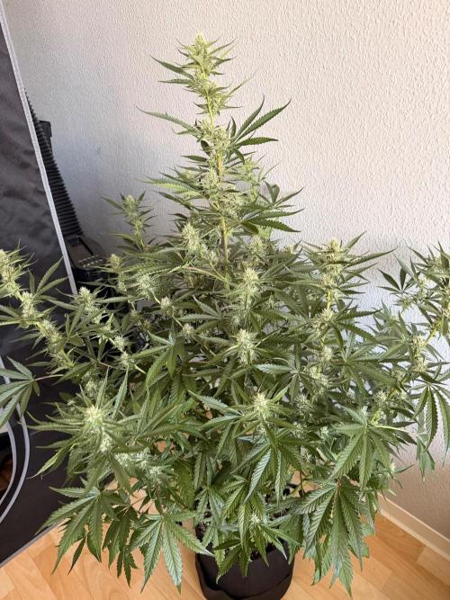 Good Genetix Mendo Breath x Guava Auto. Week 6