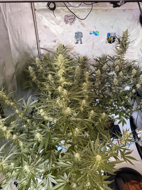 Good Genetix Mendo Breath x Guava Auto. Week 6