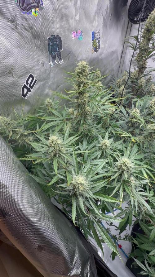 Plagron vs  Canna