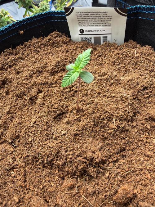 CLOUDLAB 844, Advance Grow Tent 4x4. Week 0