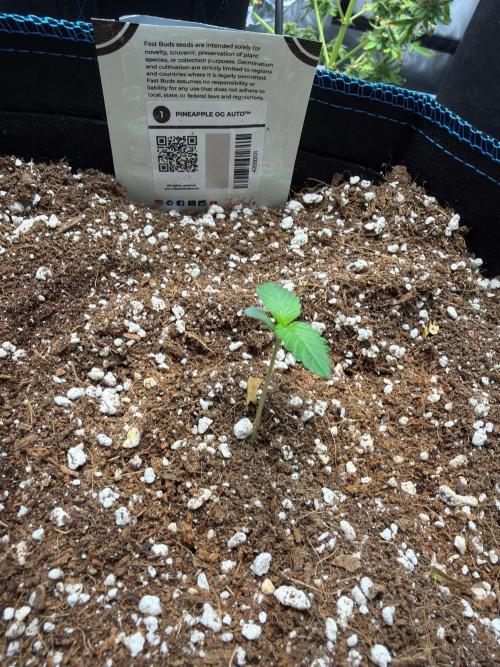 CLOUDLAB 844, Advance Grow Tent 4x4. Week 0