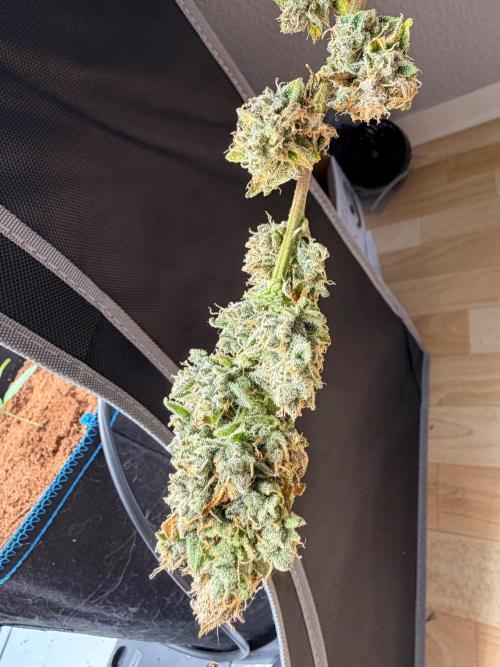 Mendo Breatch x Guava auto . Week 10