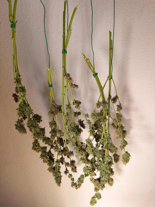 Mendo Breatch x Guava auto . Week 10