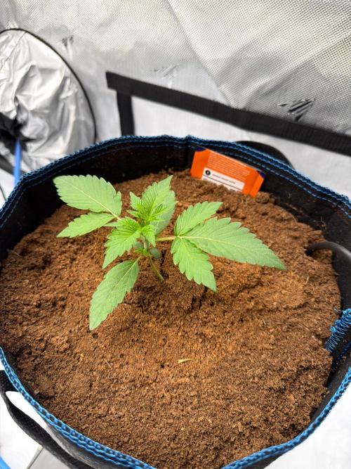 CLOUDLAB 844, Advance Grow Tent 4x4. Week 1