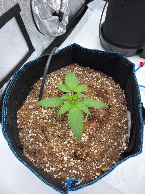 CLOUDLAB 844, Advance Grow Tent 4x4. Week 1