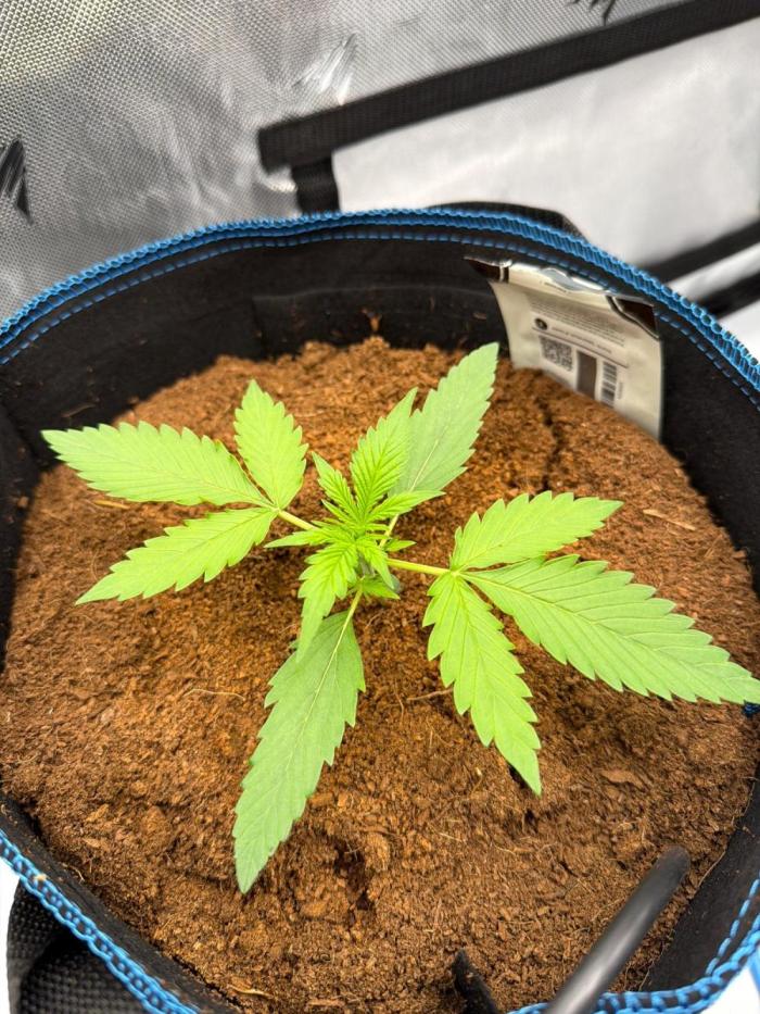 Apple 🍎 Strudel Auto. Week 1