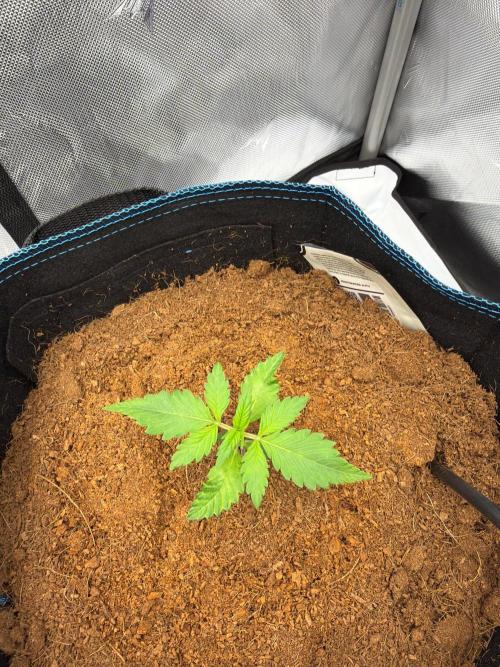 CLOUDLAB 844, Advance Grow Tent 4x4. Week 1
