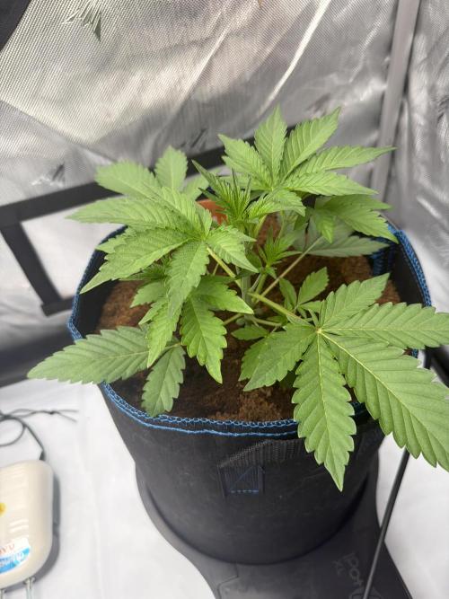 Mendo Frost ❄️ Auto x Atami. Week 2