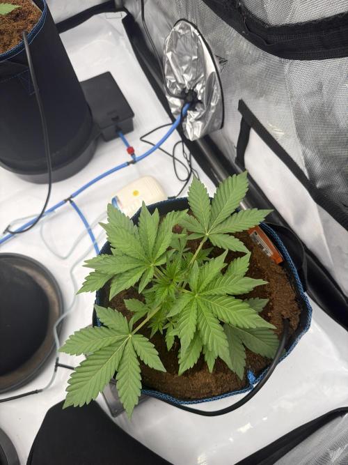 Mendo Frost ❄️ Auto x Atami. Week 2