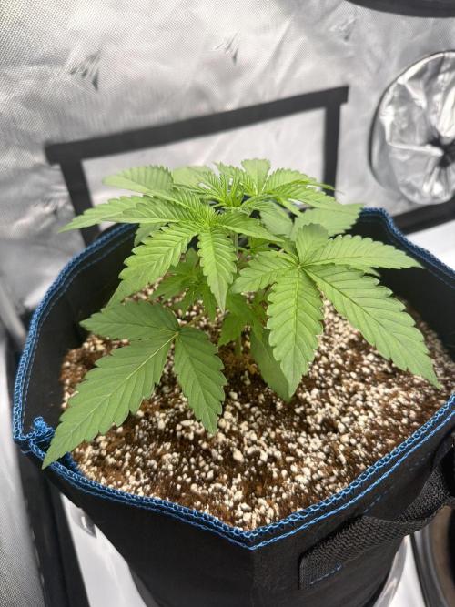 CLOUDLAB 844, Advance Grow Tent 4x4. Week 2