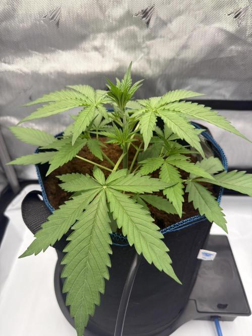 Apple 🍎 Strudel Auto. Week 2