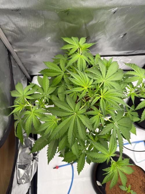 Apple 🍎 Strudel Auto. Week 3