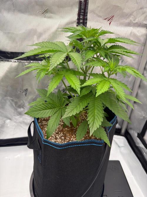 Pineapple OG🍍 Auto. Week 3