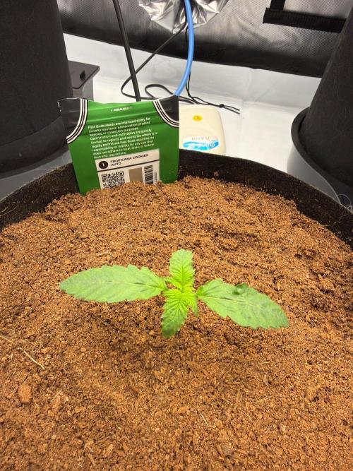Tropicana Cookies Auto. Week 1