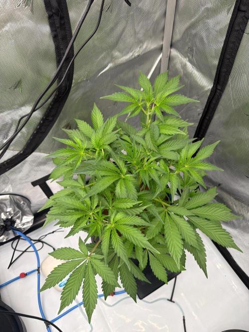 Mendo Frost ❄️ Auto x Atami. Week 3