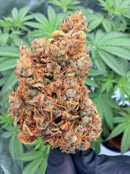 Plagron vs  Canna. Week 10