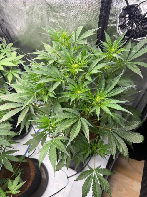 Mendo Frost ❄️ Auto x Atami. Week 4