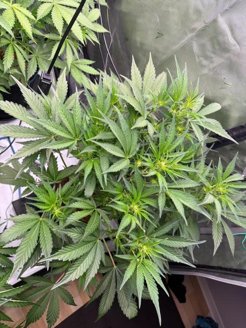 Mendo Frost ❄️ Auto x Atami. Week 4
