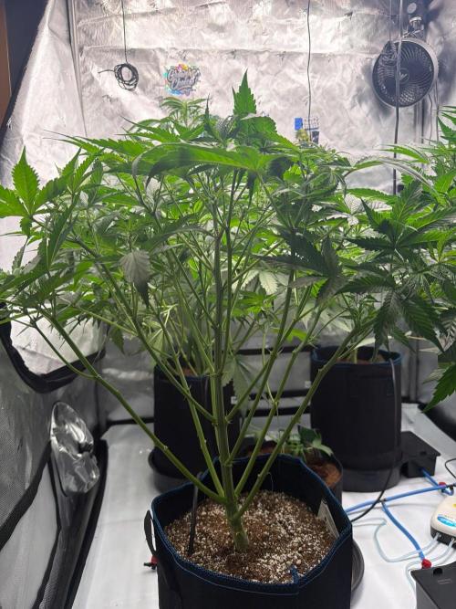 Pineapple OG🍍 Auto. Week 4