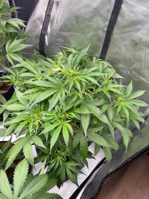 Pineapple OG🍍 Auto. Week 4
