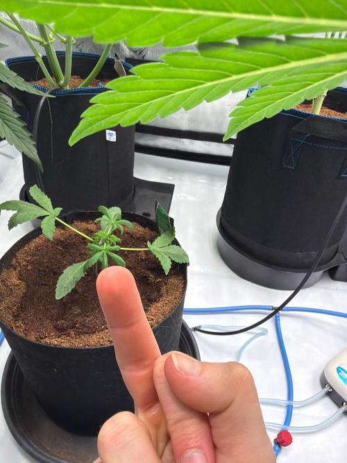 Tropicana Cookies Auto. Week 2