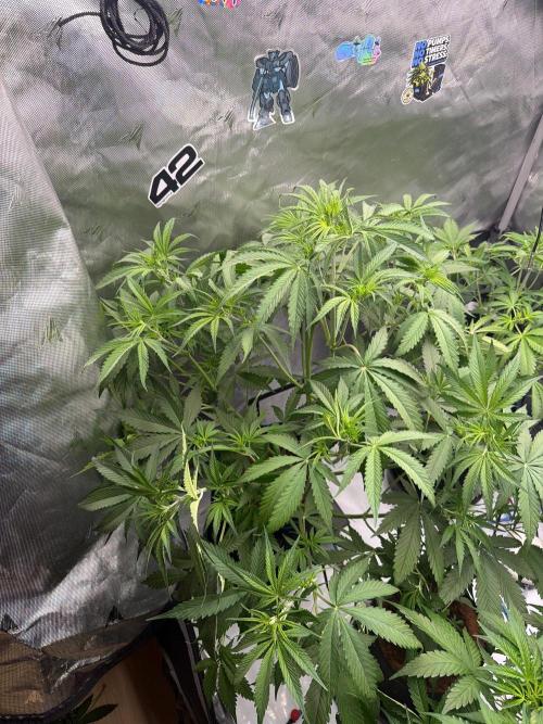 Apple 🍎 Strudel Auto. Week 4