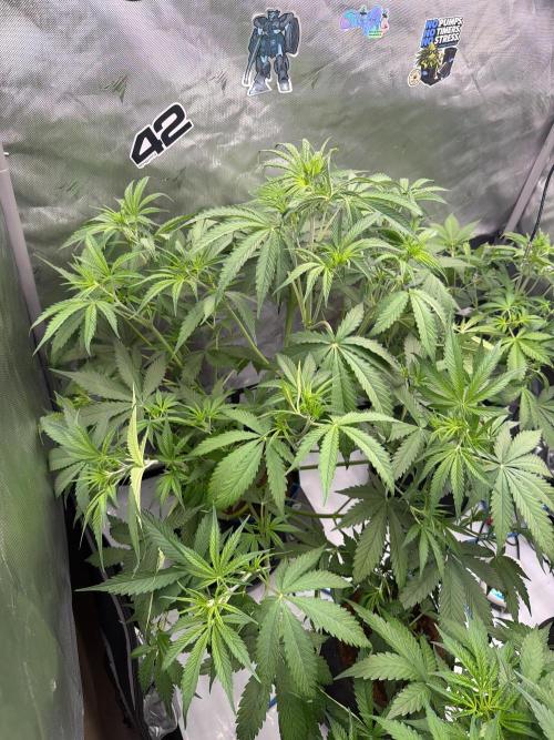 Apple 🍎 Strudel Auto. Week 4