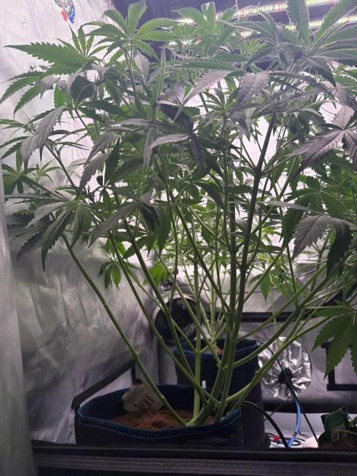 Apple 🍎 Strudel Auto. Week 4