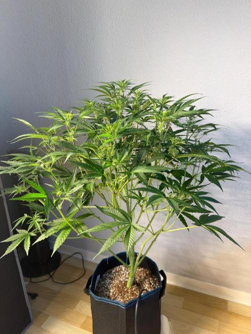 CLOUDLAB 844, Advance Grow Tent 4x4. Week 5