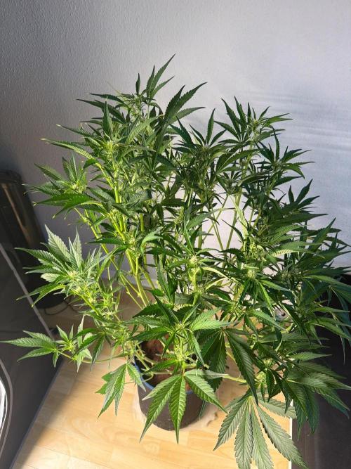 Mendo Frost ❄️ Auto x Atami. Week 5