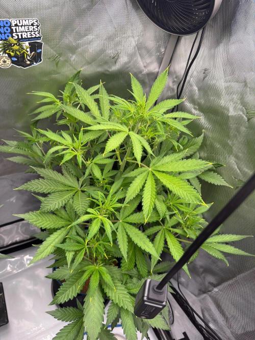 FrostBanger Auto. Week 5