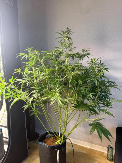 Apple 🍎 Strudel Auto. Week 5