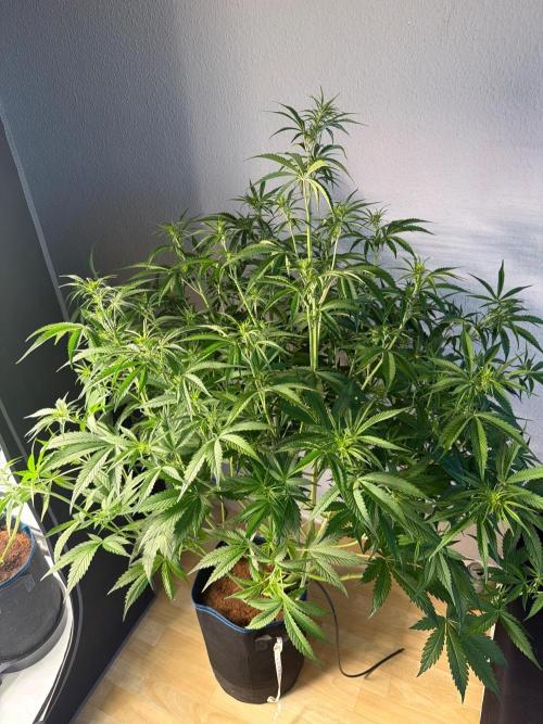 Apple 🍎 Strudel Auto. Week 5