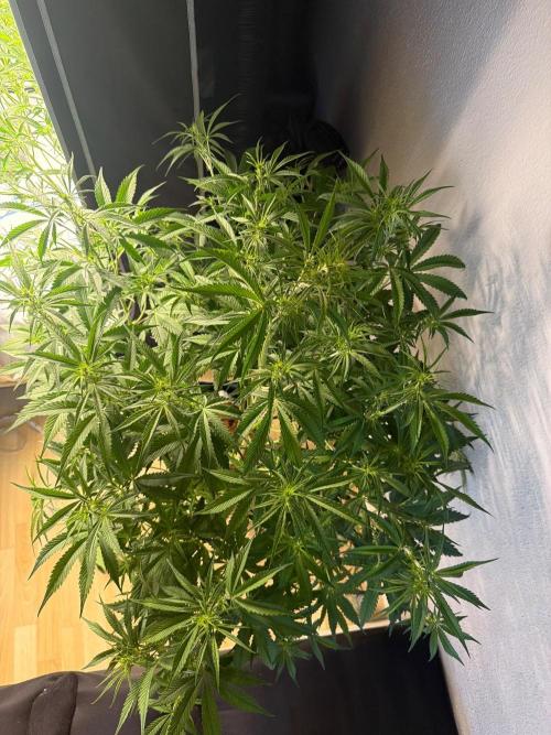 Apple 🍎 Strudel Auto. Week 5
