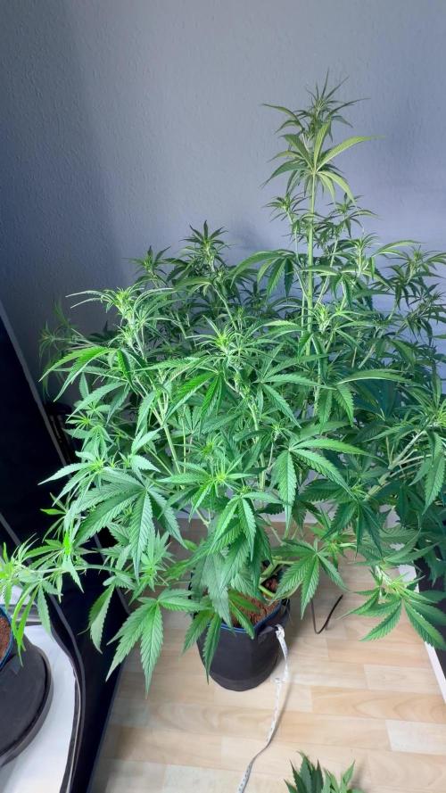 Apple 🍎 Strudel Auto